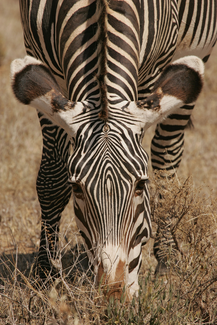 Kenia Samburu 2011