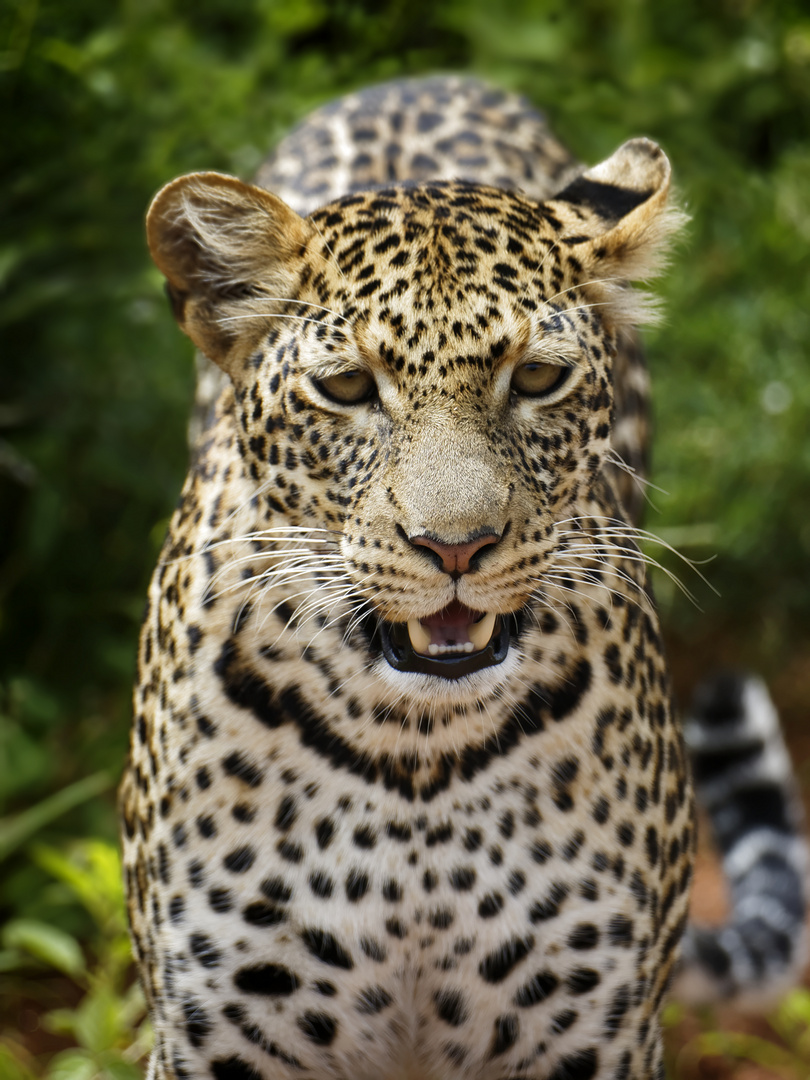 Kenia Tsavo Leopard