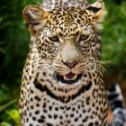 Kenia Tsavo Leopard