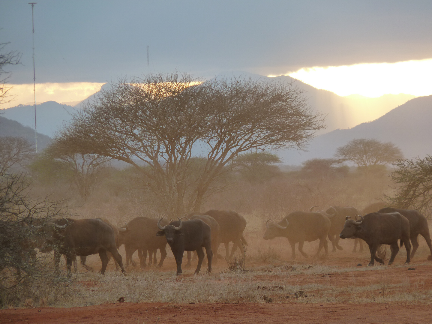 Kenia Tsavo Natinalpark