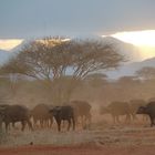 Kenia Tsavo Natinalpark