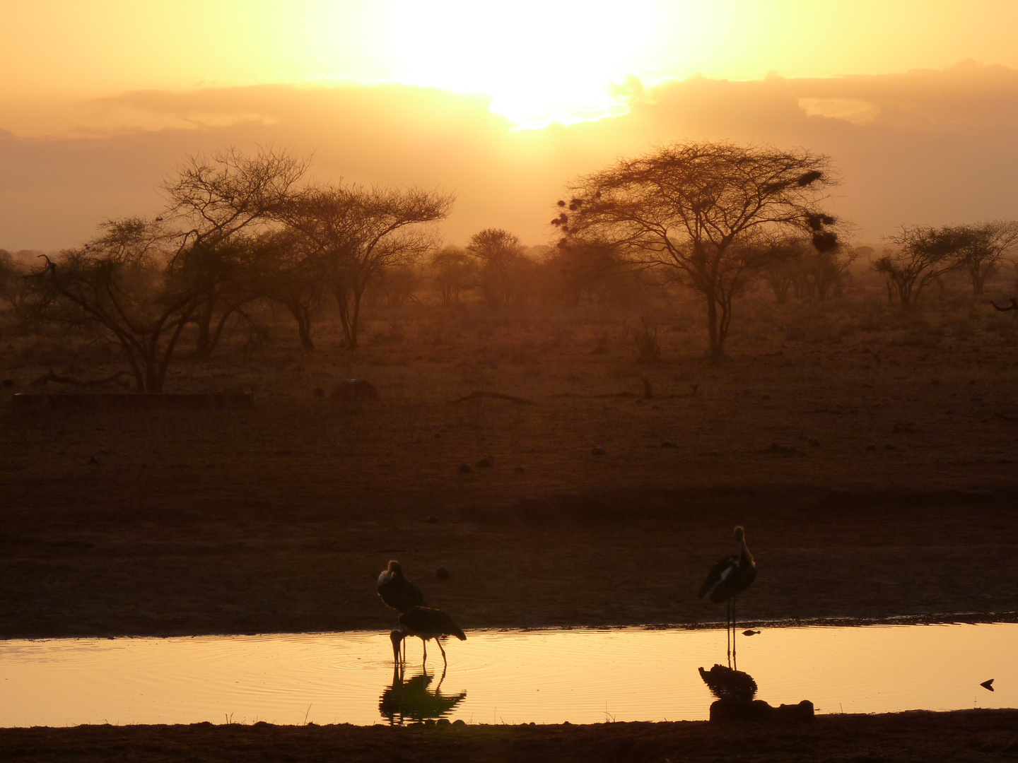 Kenia Tsavo Nationalpark