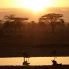 Kenia Tsavo Nationalpark