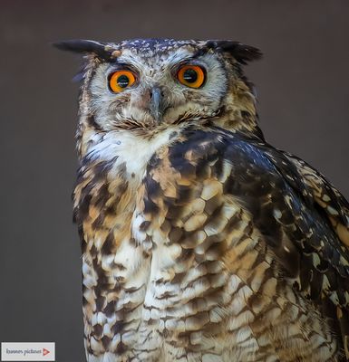 Kenia-Uhu Tierpark Berlin