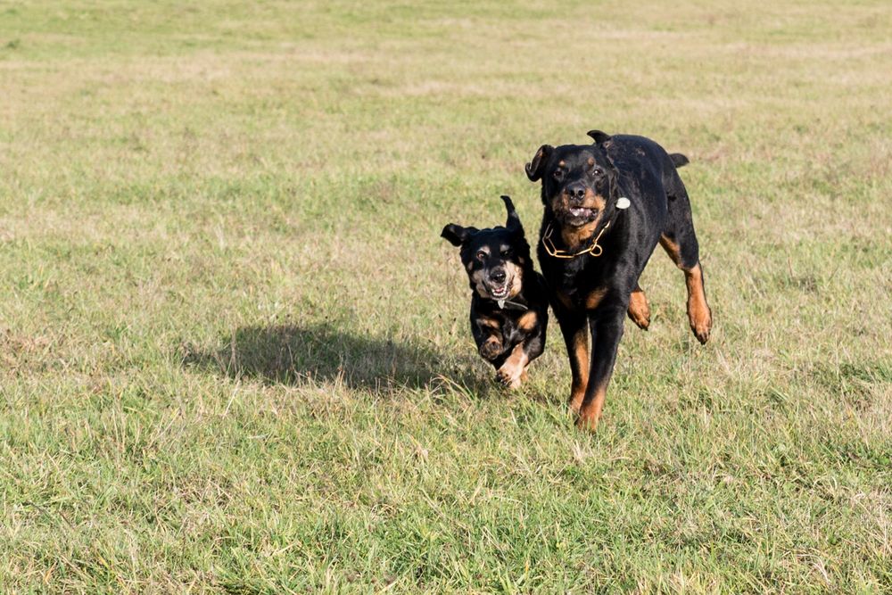 Kenia und Spike