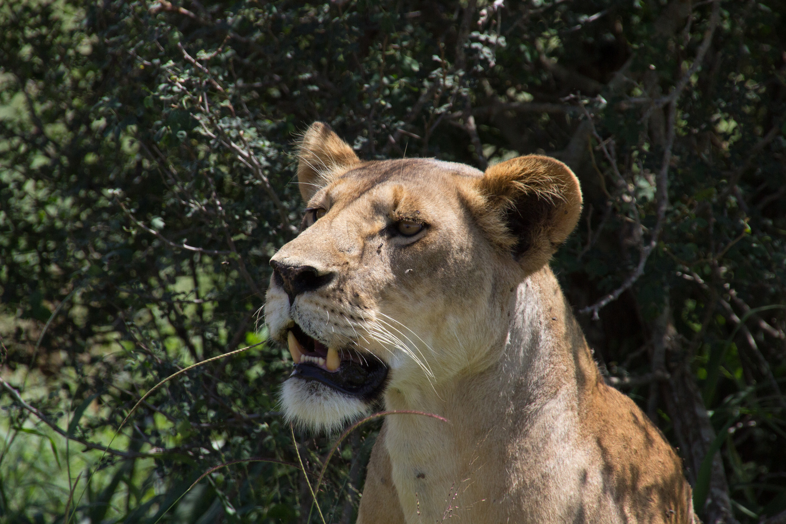 Kenia - Zähne