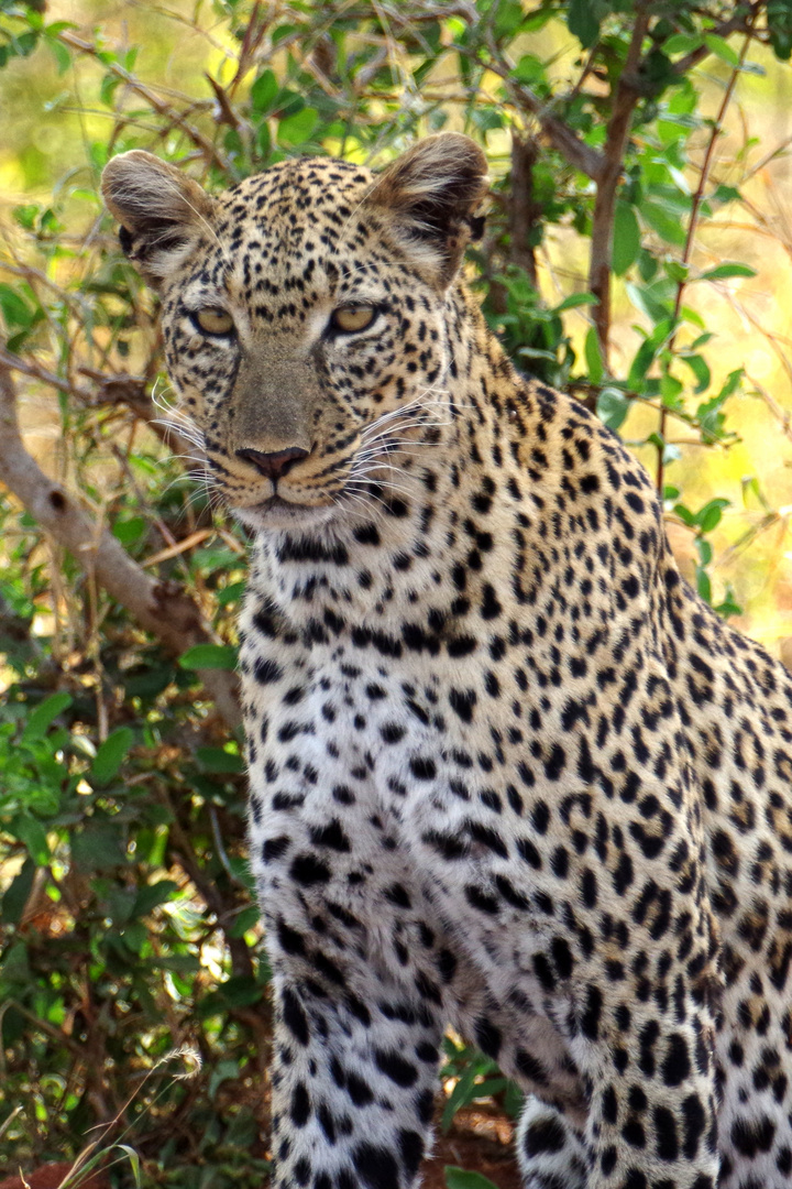 Kenia_02_Tsavo West_Leopard_2016_06_6345a