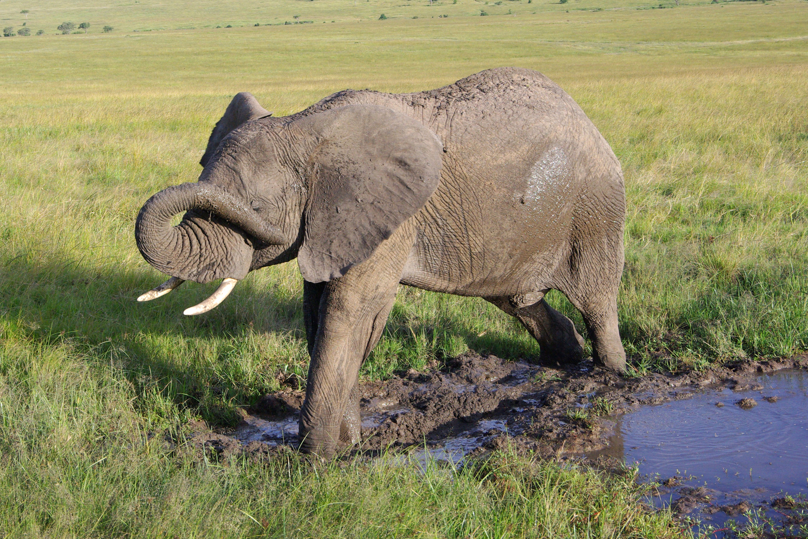 Kenia_04_Masai Mara_Elefanten_2016_06_7116