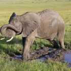 Kenia_04_Masai Mara_Elefanten_2016_06_7116