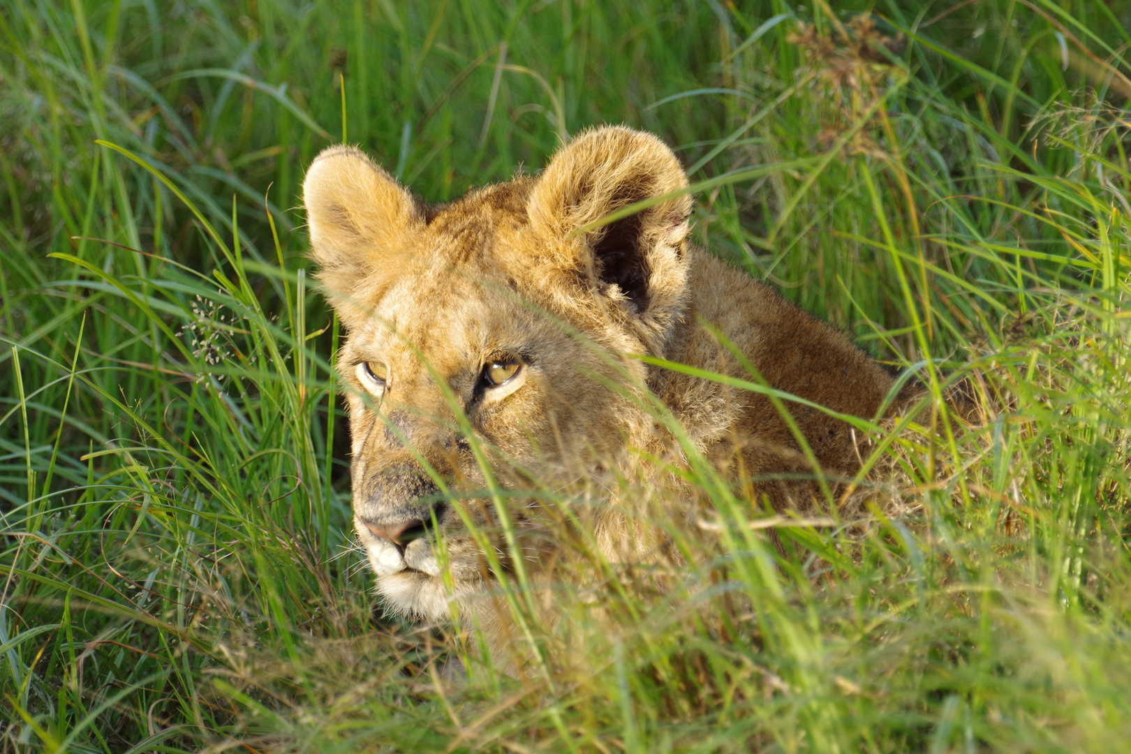 Kenia_04_Masai Mara_Löwen_2016_06_6951