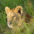 Kenia_04_Masai Mara_Löwen_2016_06_6951