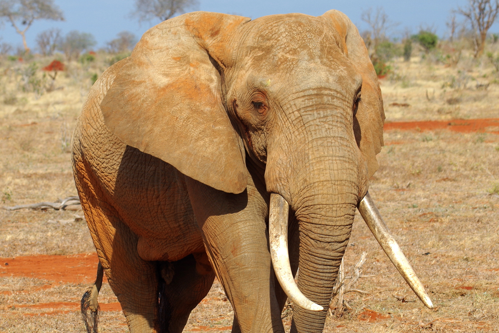 Kenia_09_Tsavo Ost_Elefantenbulle_2016_06_8503a