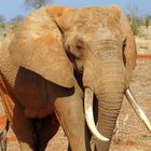 Kenia_09_Tsavo Ost_Elefantenbulle_2016_06_8503a