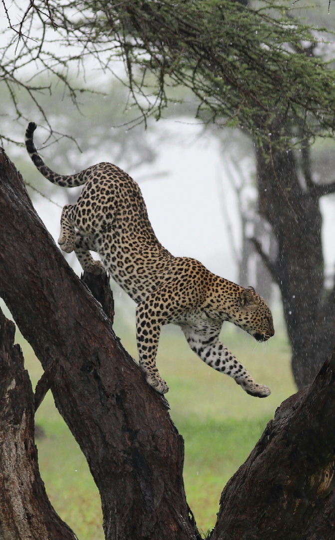 Kenia.leopard hautnah