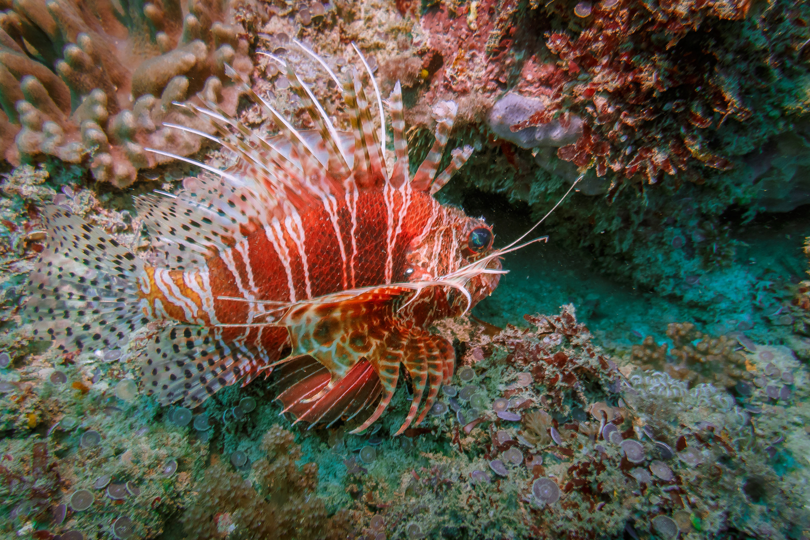 Kenianischer Skorpionfisch