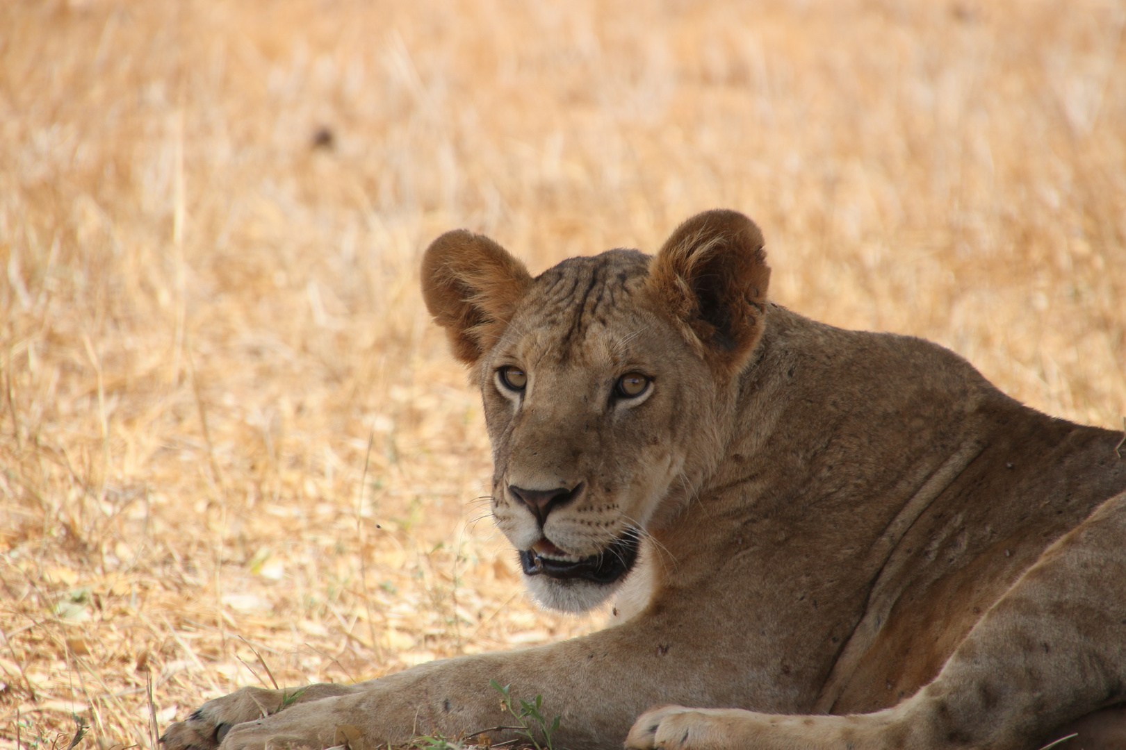 Kenia_Park Tsavo East_Löwe