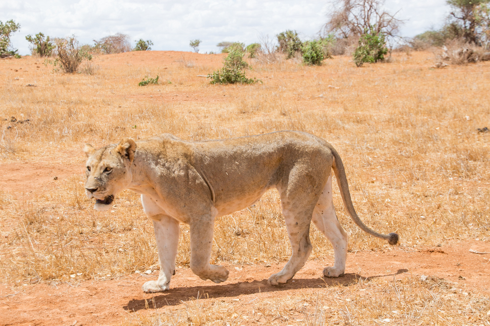 Kenia_Park Tsavo East_Löwe geht spazieren