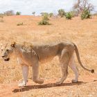 Kenia_Park Tsavo East_Löwe geht spazieren