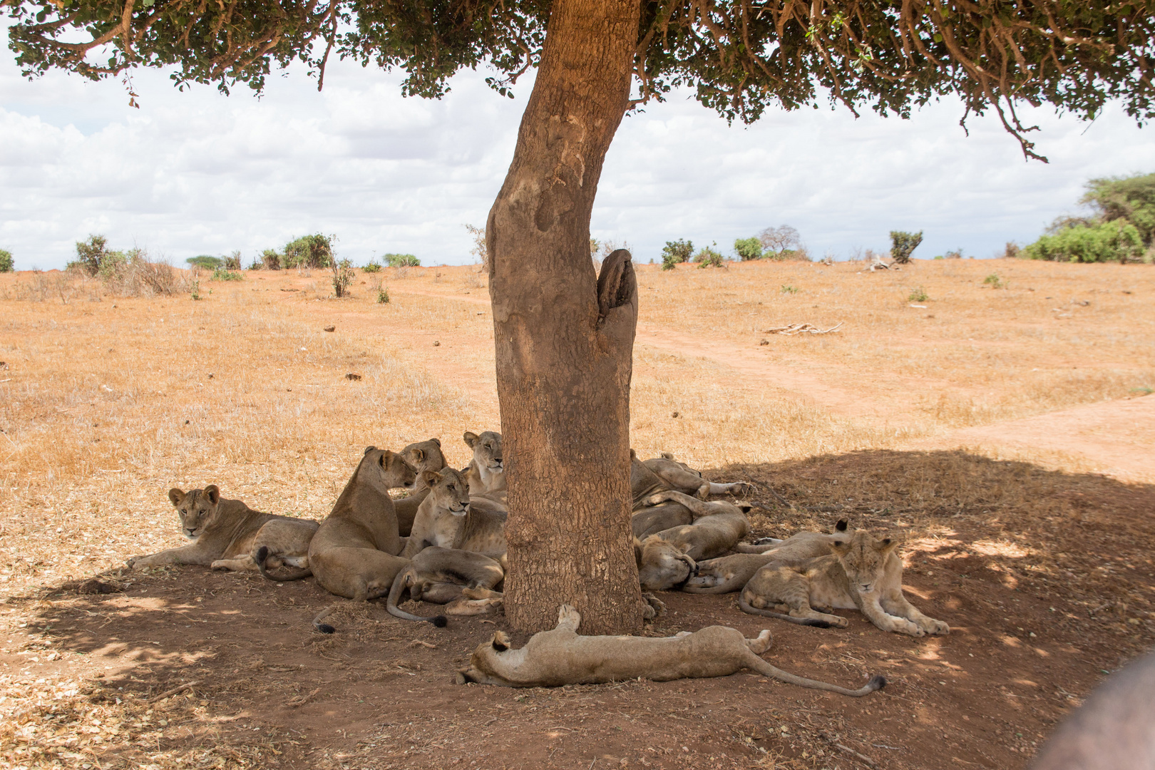 Kenia_Park Tsavo East_Löwenrudel