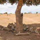 Kenia_Park Tsavo East_Löwenrudel