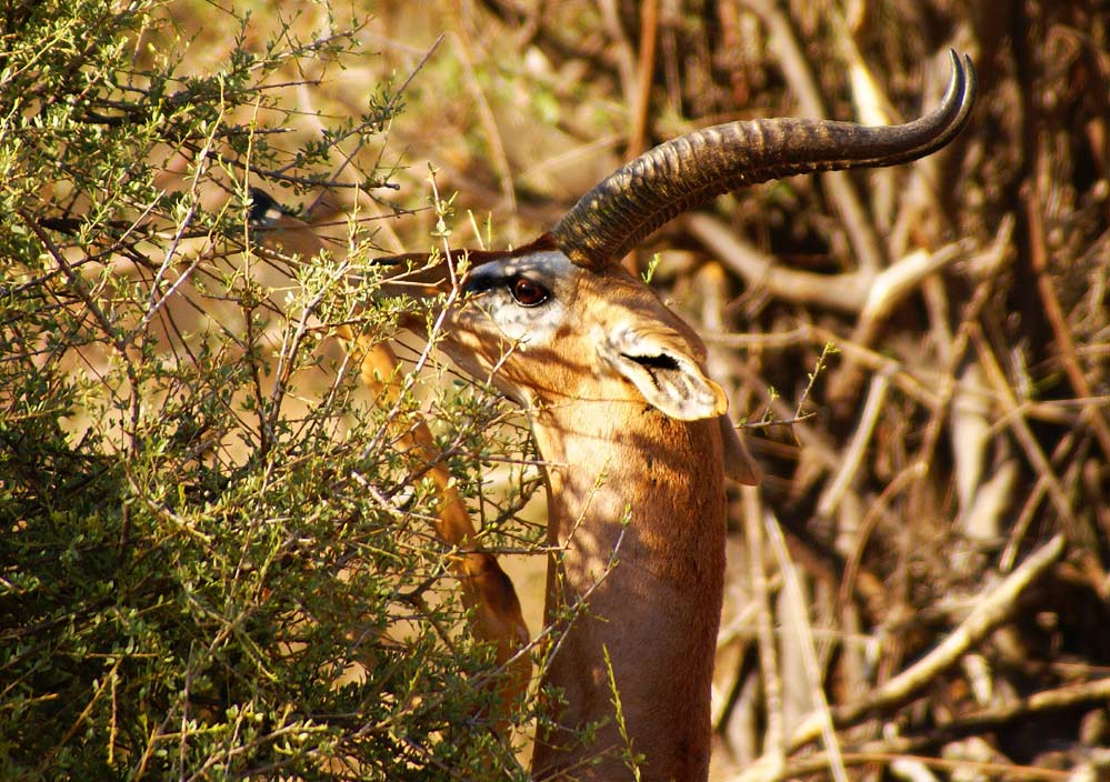 Kenias Tiere (1)