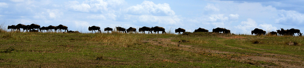 Kenias Tiere (18)
