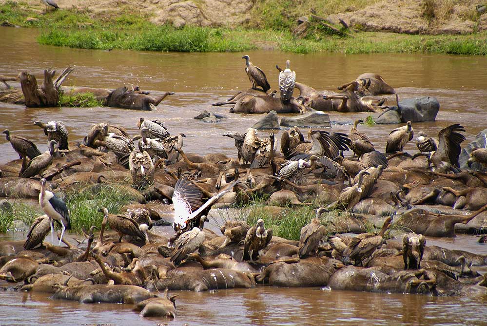 Kenias Tiere (21)