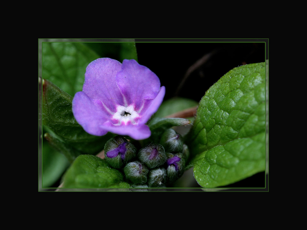 Kenn-ich-nicht-Blume