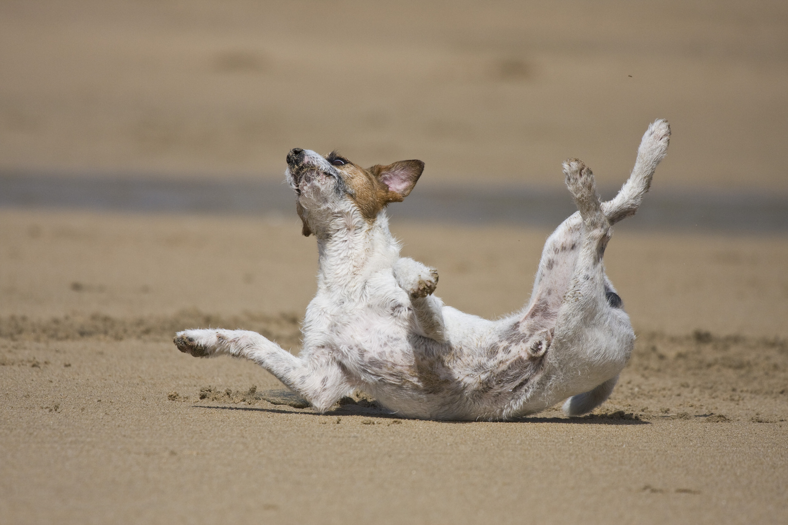 Kennedy am Strand von Newquay (Cornwall)