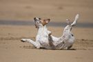 Kennedy am Strand von Newquay (Cornwall) by Alexanderfelix 