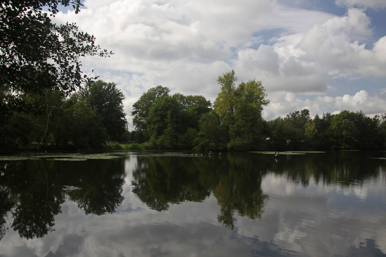 Kennelteich mit auffliegenden Gänsen