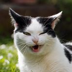 Kennen auch Katzen schmutzige Witze ?!
