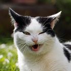 Kennen auch Katzen schmutzige Witze ?!