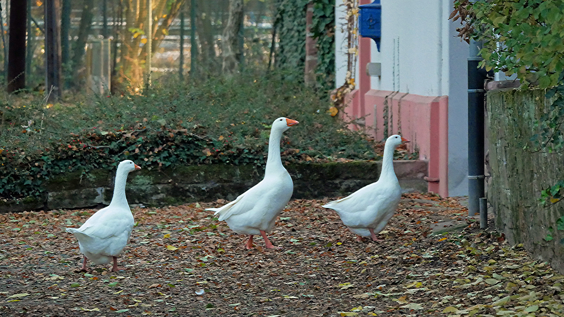 Kennen den Weg