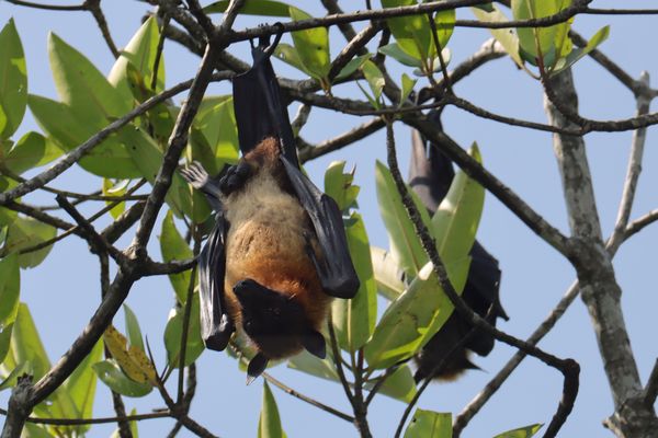 Kennen kein Kopfweh / Never have headache