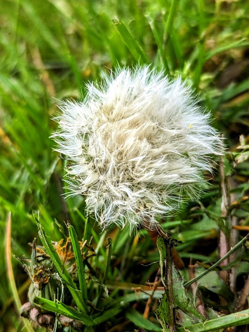 Kennen Sie Tribbles?