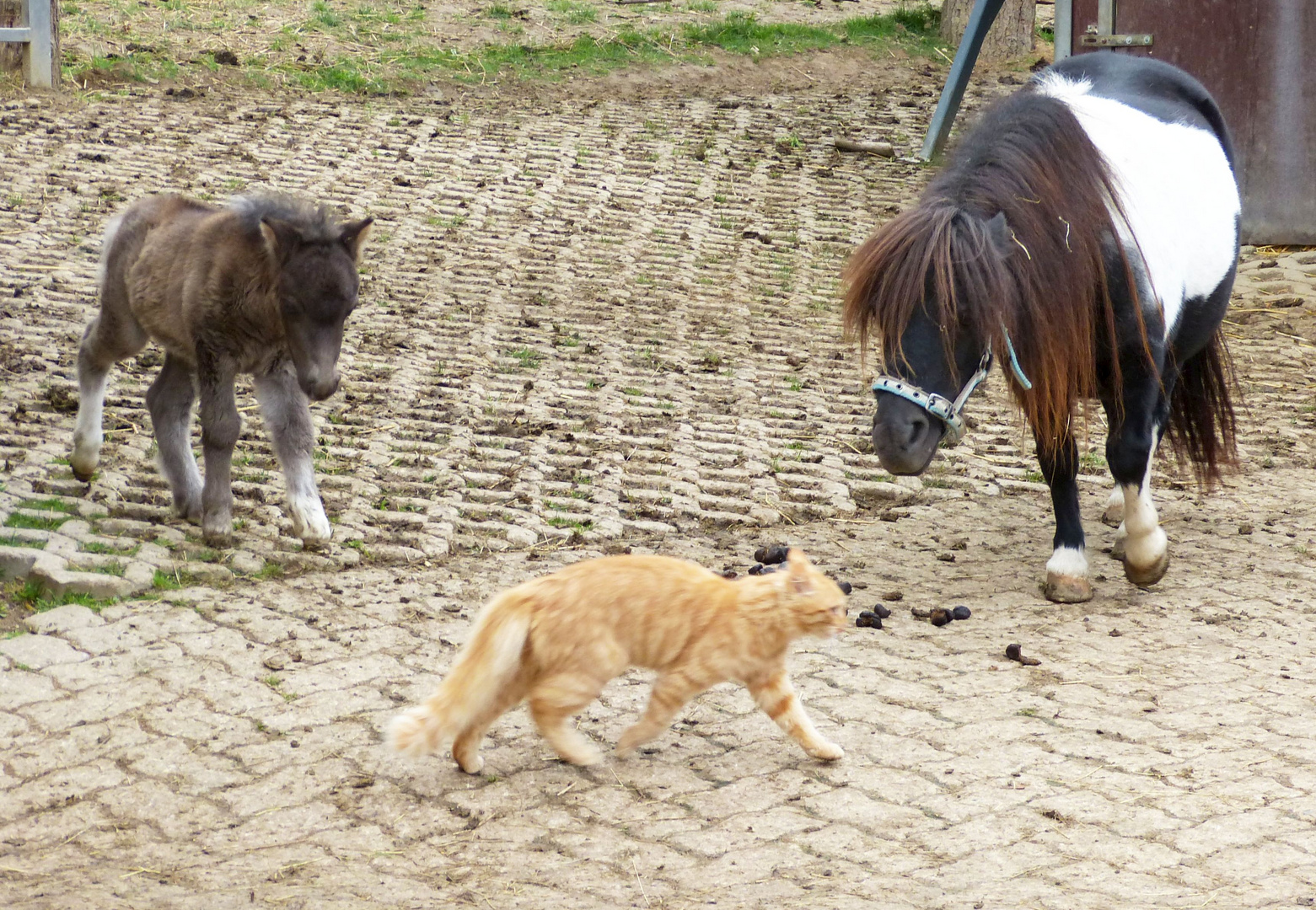 Pferd kennenlernen