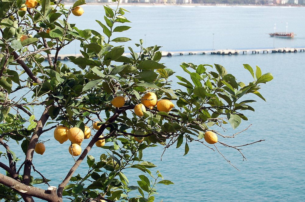 Kennst Du das Land in dem die Zitronen blühen ?