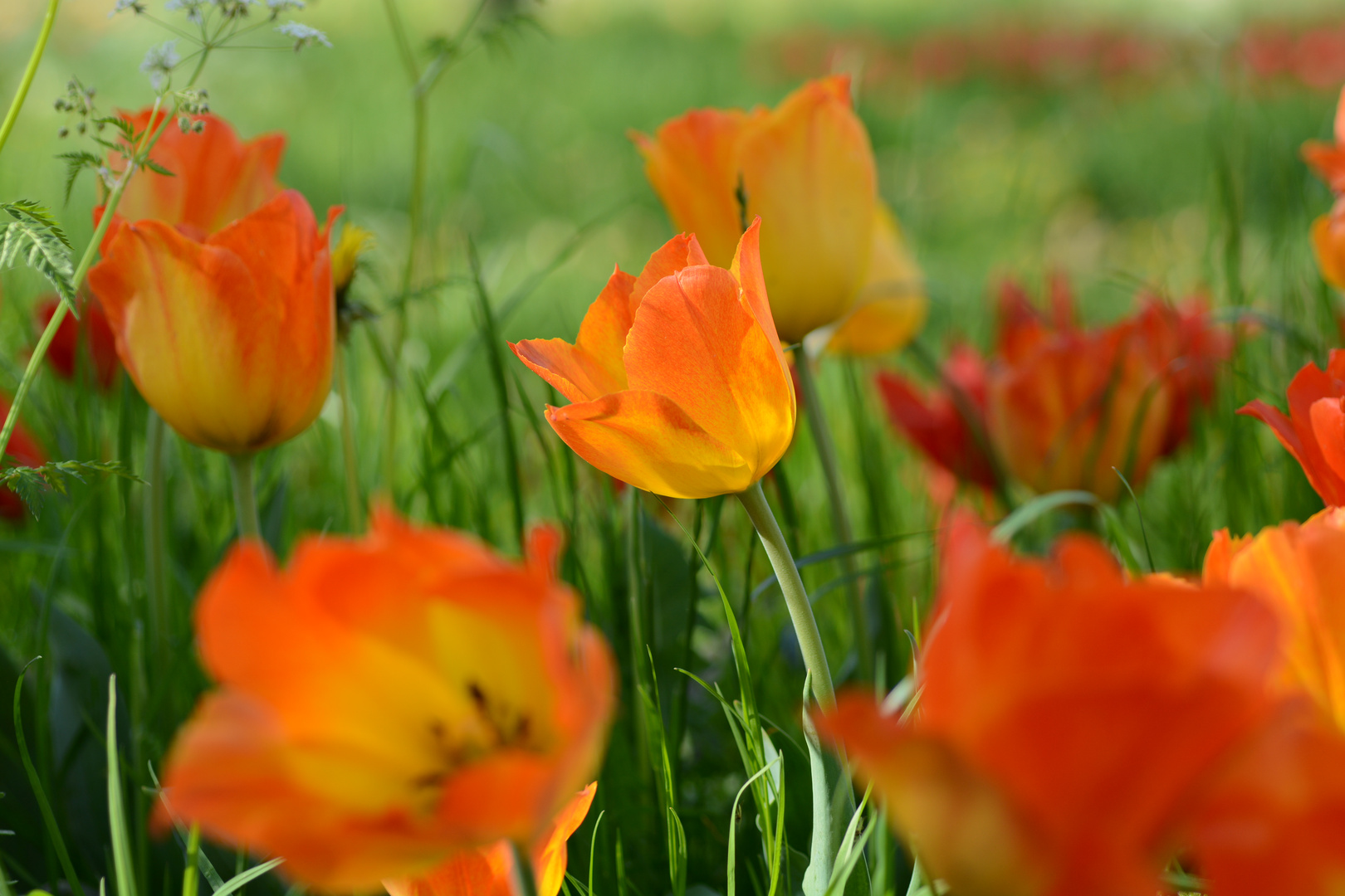 Kennst Du das Land wo die Tulpen blühen?