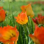 Kennst Du das Land wo die Tulpen blühen?