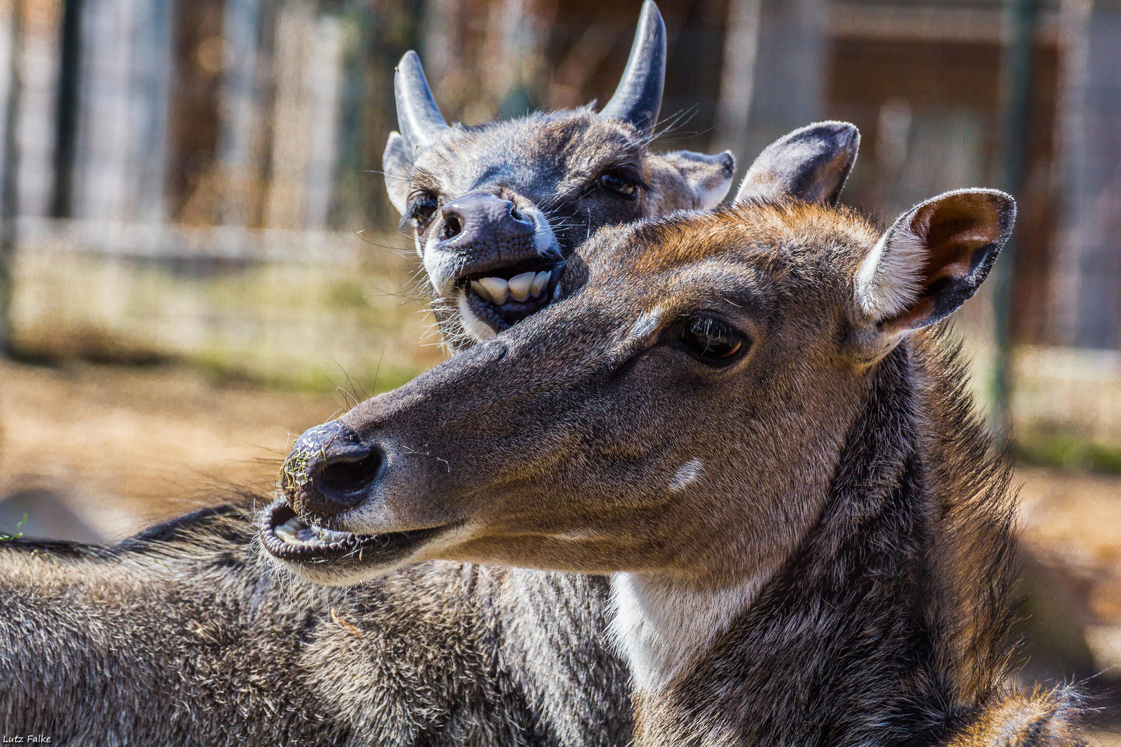 kennst du dennn geht ein Photograf in Zoo