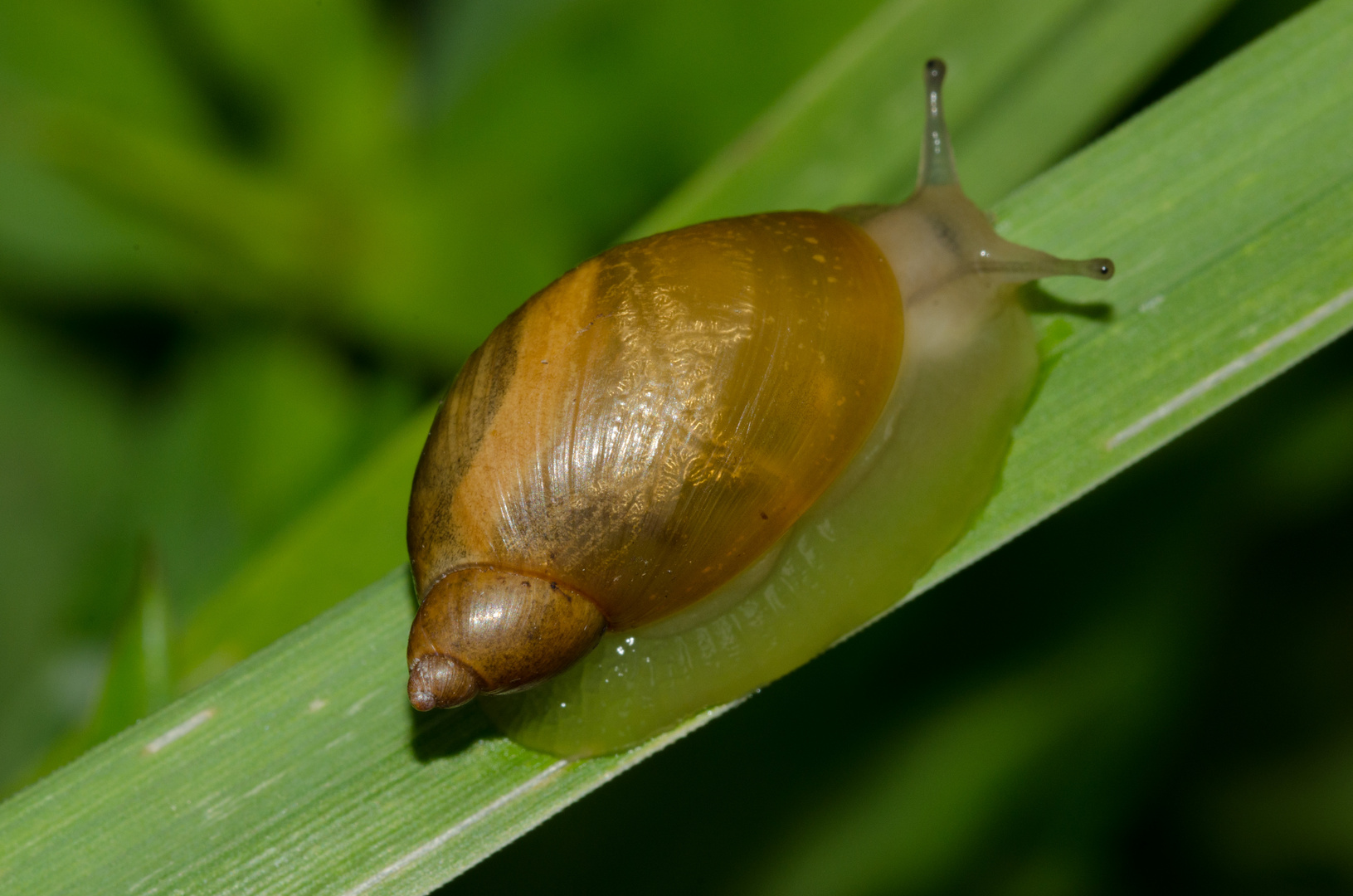 kennst jemand diese Schnecke, mit so einem Gehäuse??