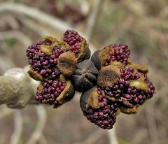 Kennt einer den Baum, der diese Knospen hat?