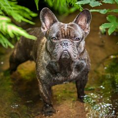 Kennt ihr den Hund von Indiana Jones???