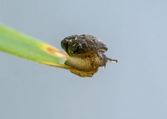 "KENNT IHR DIE MINISCHNECKE" - nicht persönlich, sondern mit ihren Namen