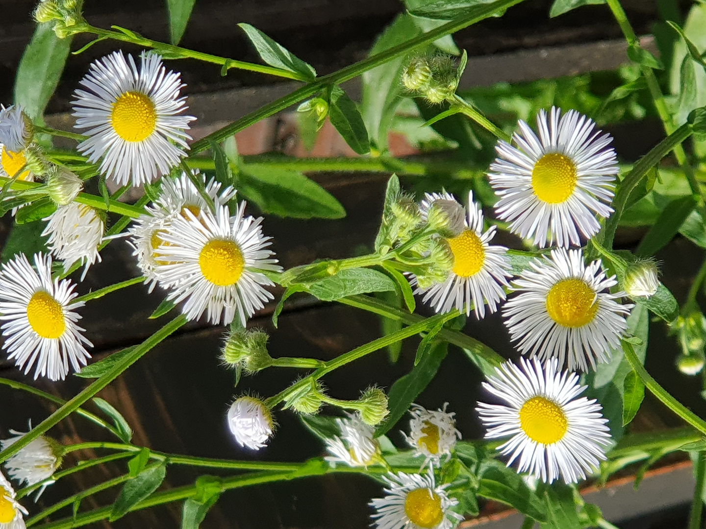 Kennt ihr dieses blühfreudige Mittwochsblümchen 188? (Ich schon ;-))