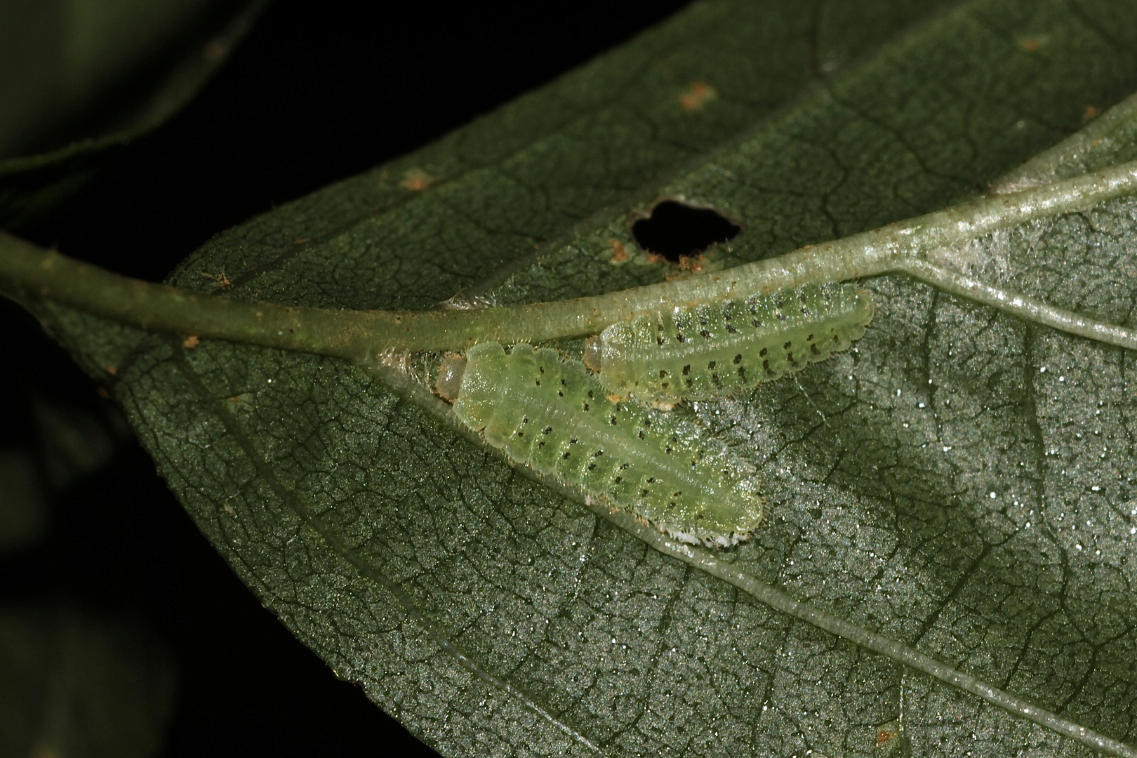 (Kennt jemand diese Insektenlarven?) Blattwespe: PLATYCAMPUS LURIDIVENTRIS