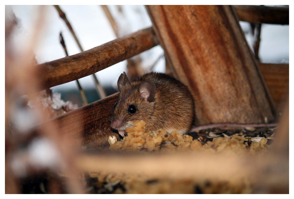 kennt jemand diese "Vogelart"?? ;o)...oder was macht der Kleine sonst im Vogelhaus II