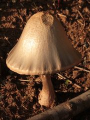 Kennt jemand diesen 25 cm großen Pilz, ... RINGDÜNGERLING (PANAEOLUS SEMIOVATUS)