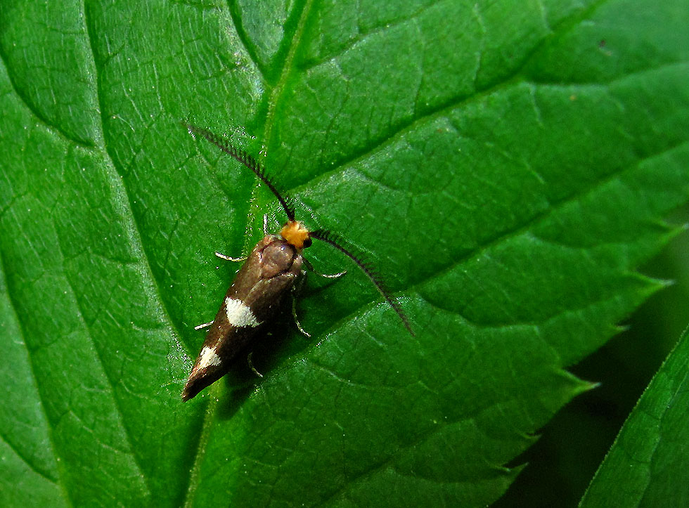 Kennt jemand diesen Kleinschmetterling?